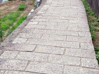 樟樹步道<br/> 攝影：Eva隨手拍