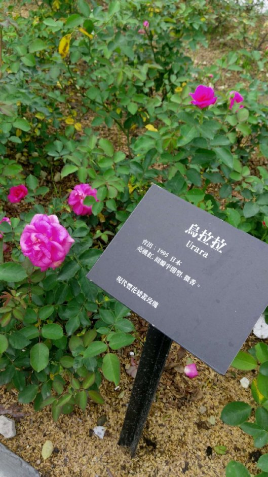 雅闻七里香玫瑰森林 摄影：Eva隨手拍