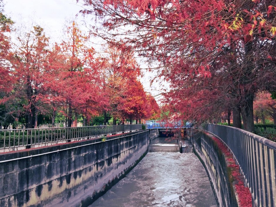 水圳旁落羽松是人气景点 摄影：Hoda 提供
