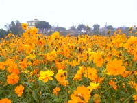通霄金果乳香花海<br/> 攝影：Eva隨手拍