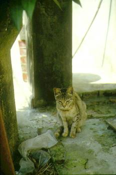小猫 摄影：郭香妙
