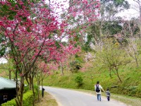 東勢林場