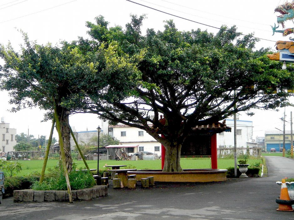 榕樹下休憩椅 攝影：余燕鳳