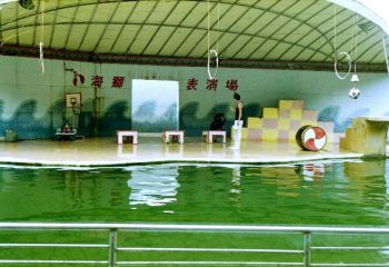 海狮表演2 摄影：呂玫瑢