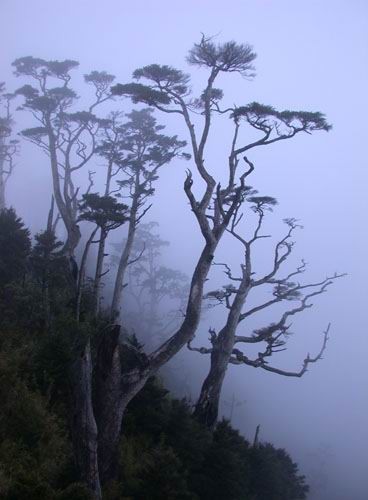 起雾的山林 摄影：阿英的登山小站
