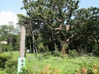 Photo:老山羊部落格