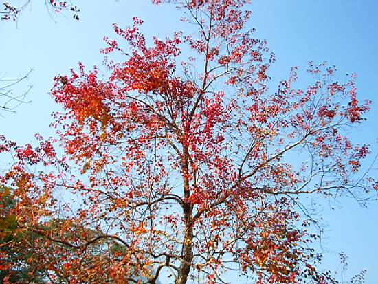 Photo:老山羊