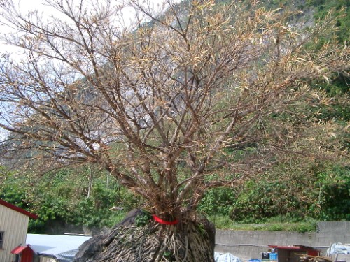 树 摄影：老山羊