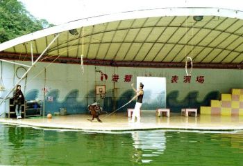 海狮表演1 摄影：呂玫瑢