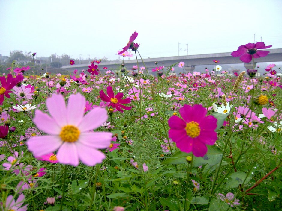 通霄金果乳香花海 攝影：Eva隨手拍