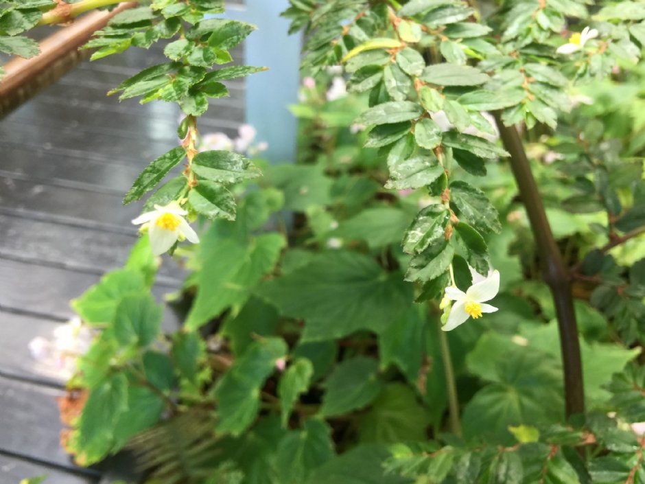台北典藏植物园 摄影：Eva隨手拍