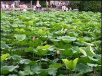 Photo:Eva隨手拍