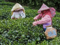 來當採茶姑娘！桃園親子景點推薦：大型溜滑梯、巧克力DIY