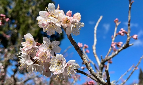 阿里山花季