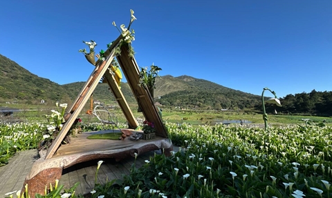 陽明山花季